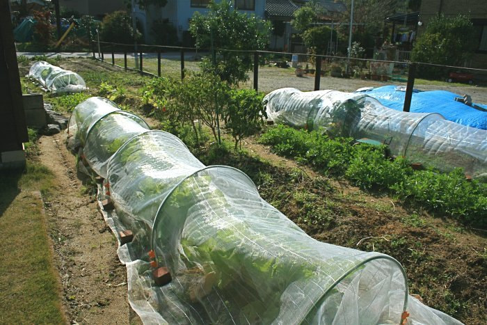 ご主人ご自慢の家庭菜園。1年中、10種類以上の野菜たちが食卓に。